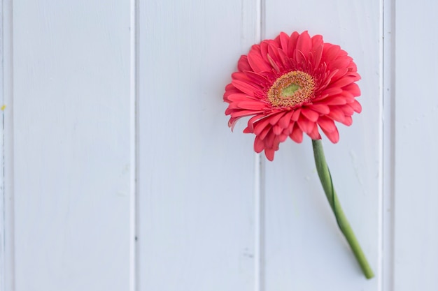 Free photo close-up of pink daisy on white background