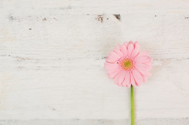 Free photo close-up pink daisy