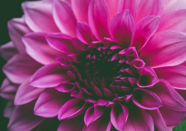 Free photo close up pink flower