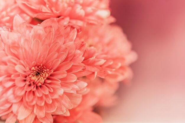 close up pink flower