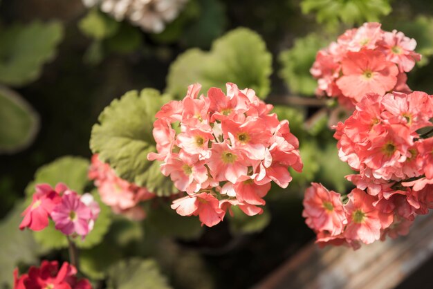 庭に成長するピンクの花のクローズアップ