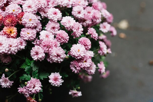 Close-up of pink fresh beautiful aster flowers