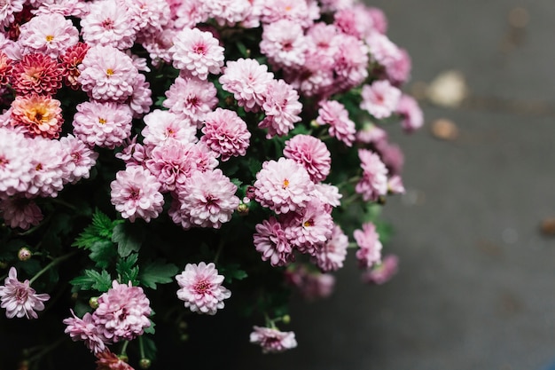 ピンクの新鮮な美しいアスターの花のクローズアップ