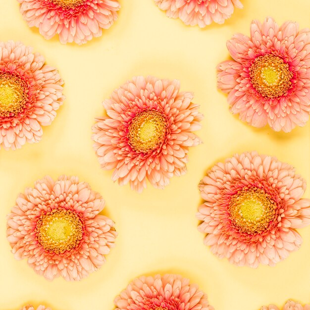 Close-up of pink fresh gerbera flowers on yellow backdrop