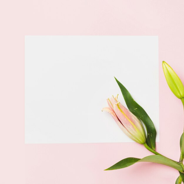 Close-up of pink lily buds on white paper over the pink background