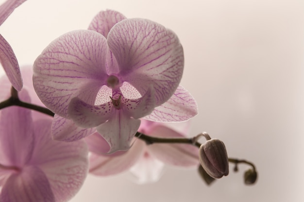 Close-up of pink orchids on light abstract background. Pink orchid in pot on white background. Image of love and beauty. Natural background and design element.