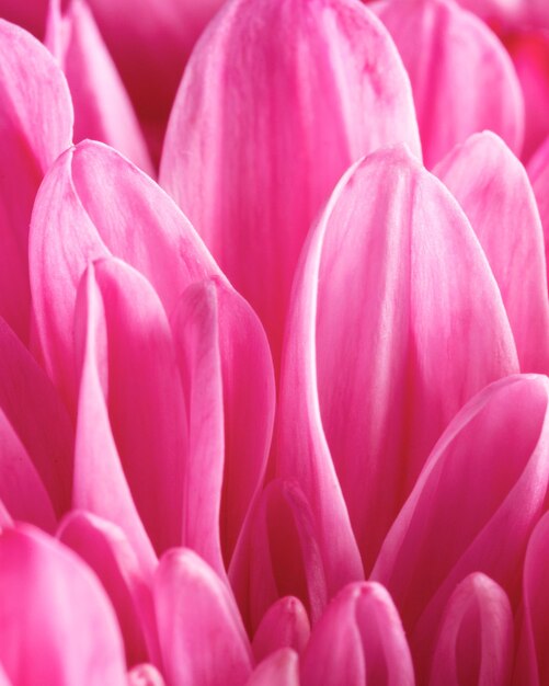 Close-up pink petals macro nature