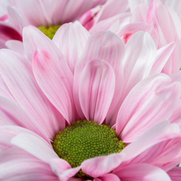 Close-up pink petals macro nature