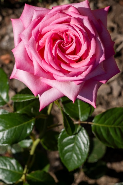 Close-up pink rose petal concept