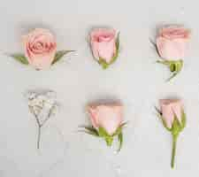 Free photo close-up pink roses buds top view