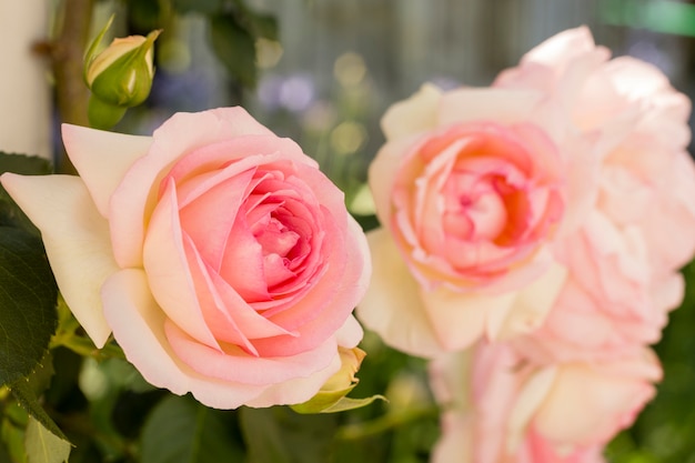 Close-up pink roses petals