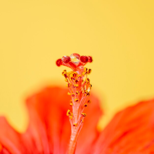 Free photo close-up pistil with water