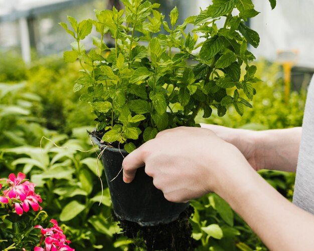 開催されている植物を閉じる