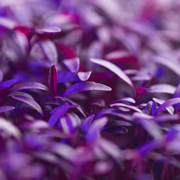 Close-up of plant in the biotechnology laboratory