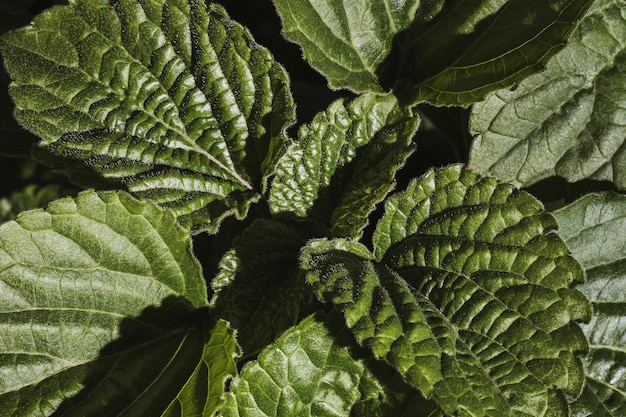 Close-up of plant foliage