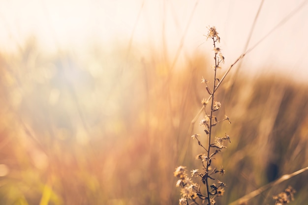 Free photo close-up of plant in front of blurred background