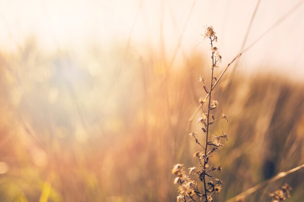 Close-up of plant in front of blurred background