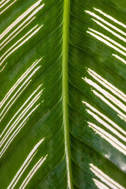 Free photo close-up of plant leaf stem with texture