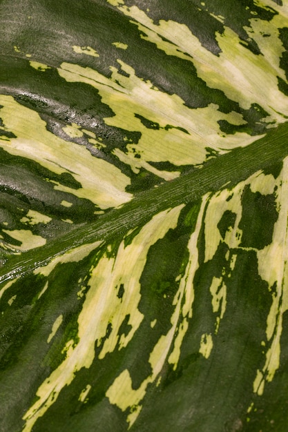 Free photo close-up of plant leaf with stem