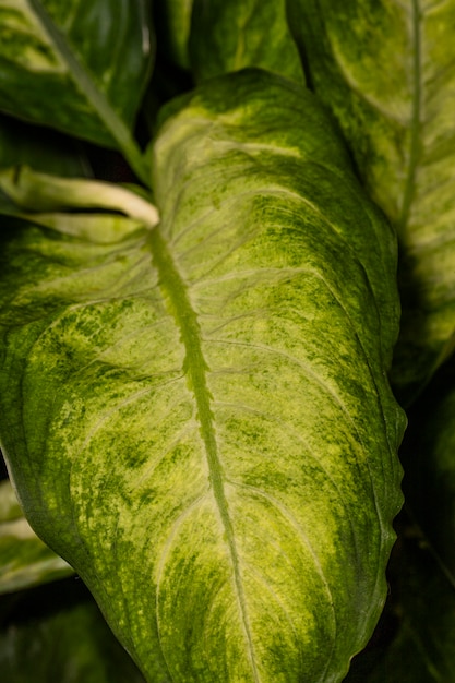 色付きのエッジを持つ植物の葉のクローズアップ