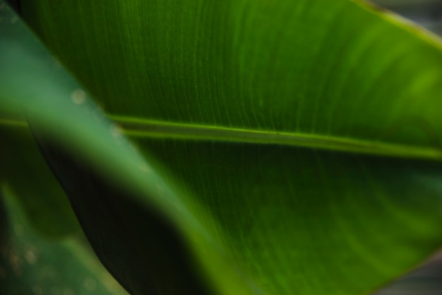 Close-up plant leaves in garden