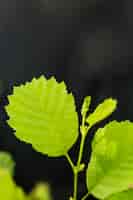 Бесплатное фото Крупным планом листья растений с расфокусированным фоном