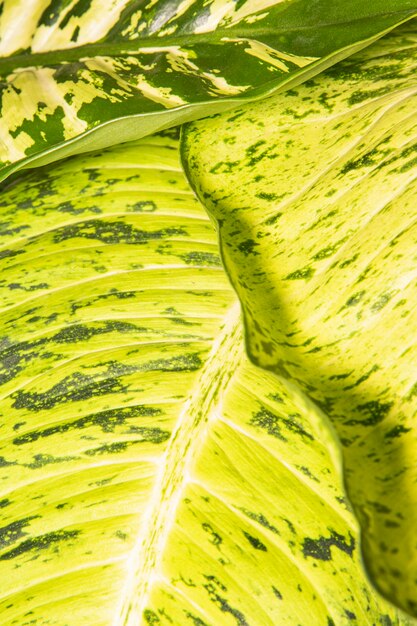 Close-up of plant leaves with stems