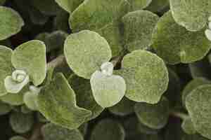 Free photo close-up of plant leaves