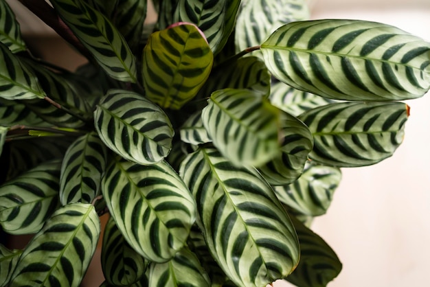 Close up plant leaves