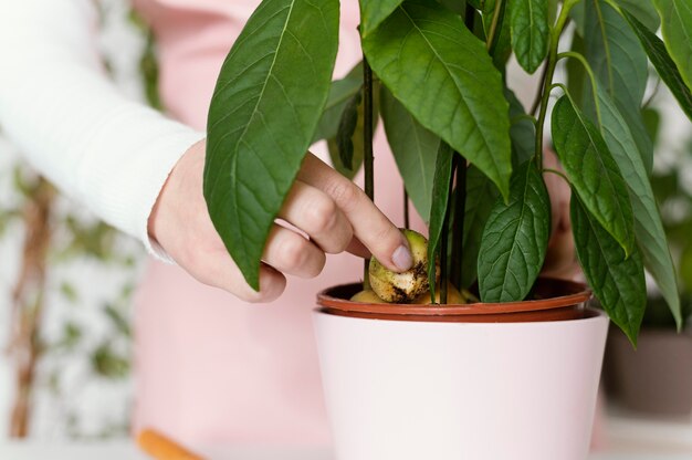 ポットのクローズアップ植物