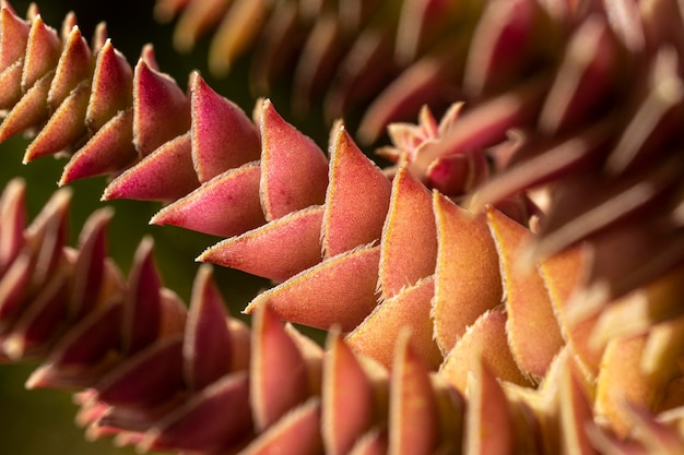 Close-up of plant texture