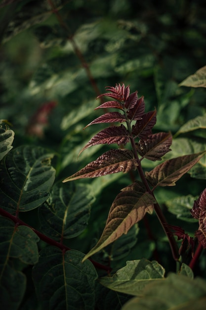 ブルゴーニュの葉を持つ植物のクローズアップ