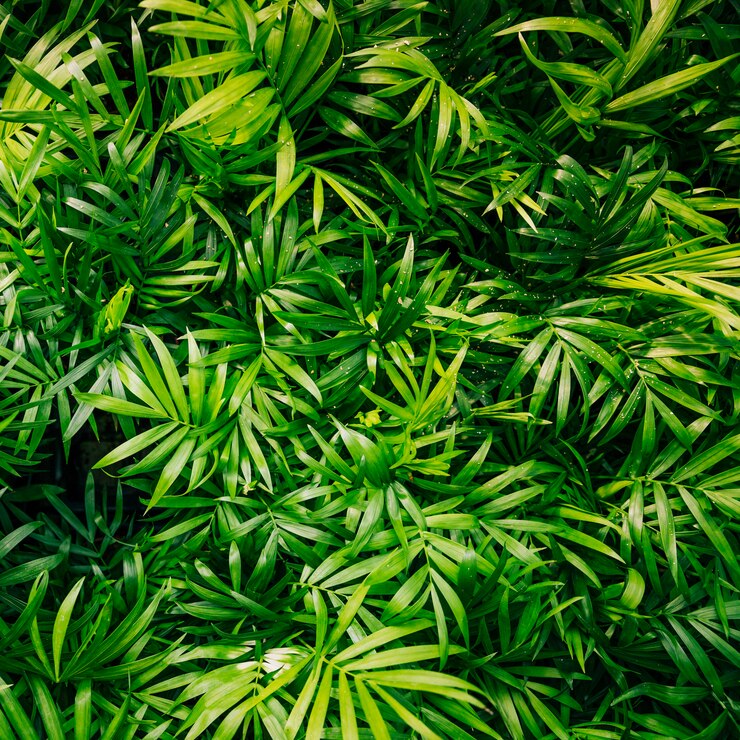 Free Photo close-up of plant with fresh green leaves