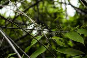 Free photo close up of plant with green berries