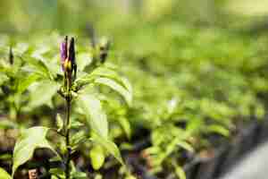 Free photo close-up of plant with purple flower