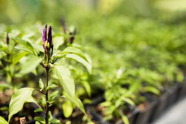 紫の花を持つ植物のクローズアップ