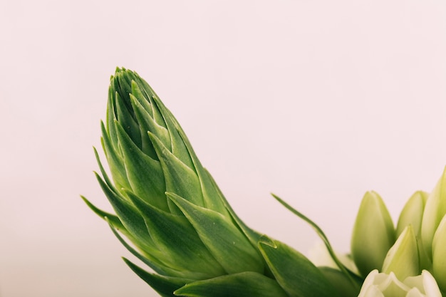 Close-up of a plant