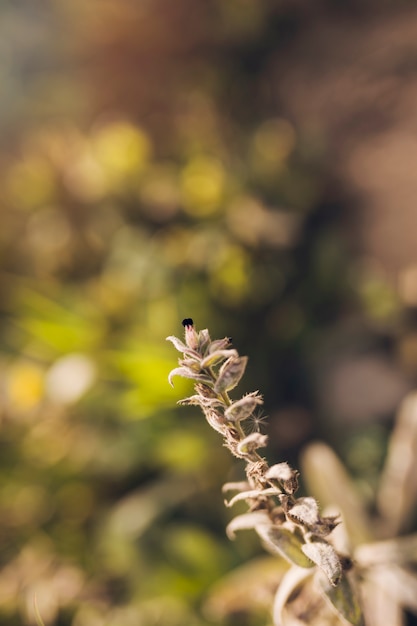 Close-up of plant