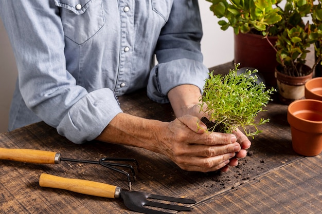 Close up planting flowers in pot