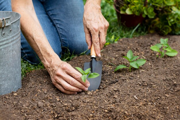 Close up planting flowers in soil