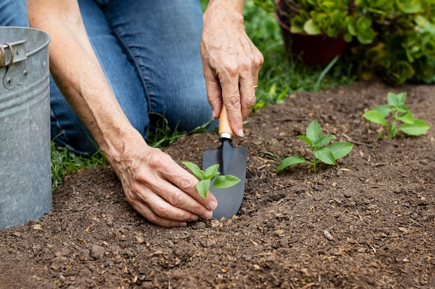 Close up planting flowers in soil