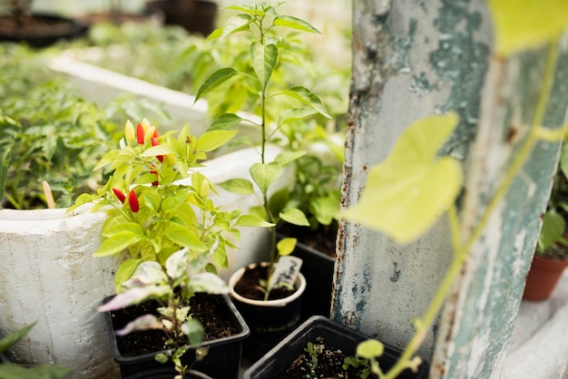 Free photo close-up of plants in black pots