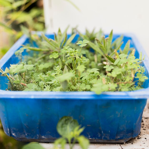 Close-up of plants in blue basket