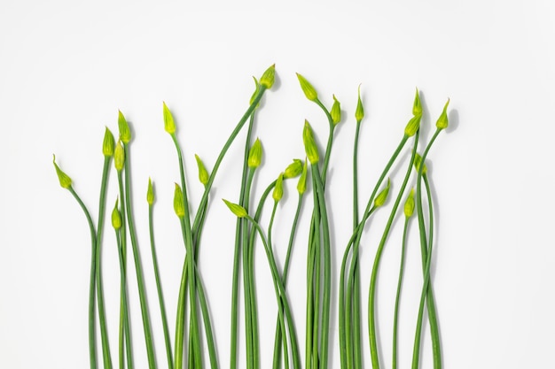 Close-up of plants germinating