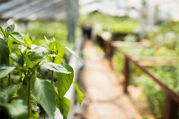 Close-up of plants in greenhouse