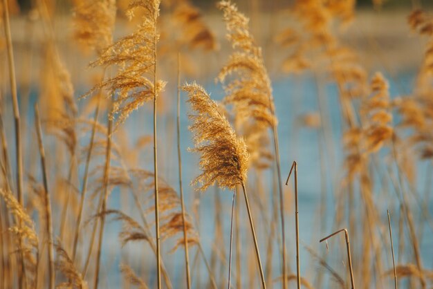 Close-up of plants outdoors