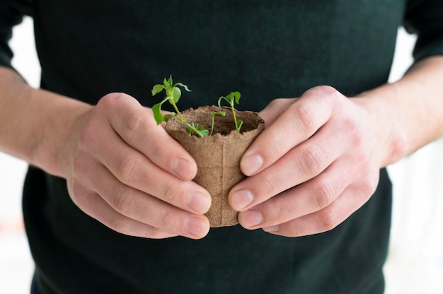 Free photo close up plants seedling