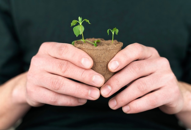 Close up plants seedling