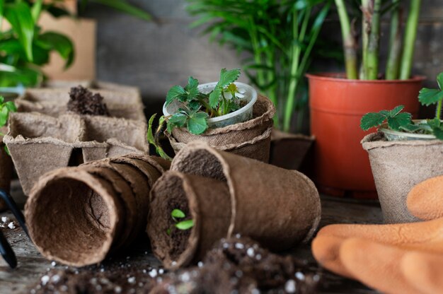 Close up plants seedling