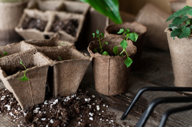 植物の苗をクローズアップ